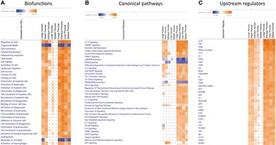 Transcriptomic changes in the large organs in lethal meningococcal shock are reflected in a porcine shock model
